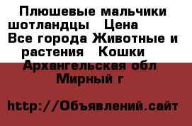 Плюшевые мальчики шотландцы › Цена ­ 500 - Все города Животные и растения » Кошки   . Архангельская обл.,Мирный г.